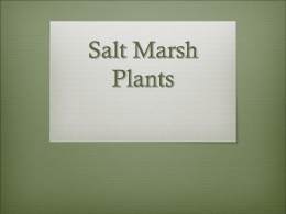 Salt Marsh Plants - Oregon Institute of Marine Biology