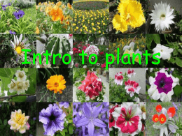 Intro to plants