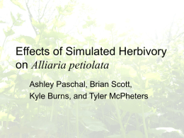 The Affect of Simulated Herbivory on Alliaria petiolata