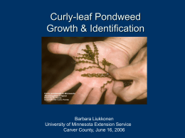 Curly Leaf Pondweed Identification