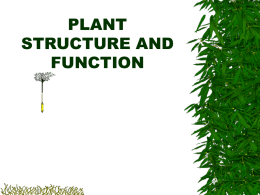 PLANT STRUCTURE AND FUNCTION