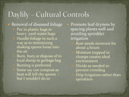Daylily – Cultural Controls