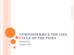 Gymnosperms & The Life Cycle of the Pines