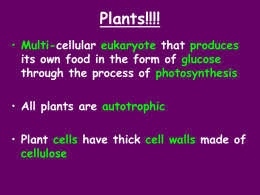 Plants!!!!