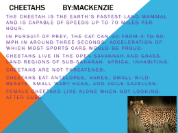 Cheetahs by:Mackenzie - Abilene Independent School District