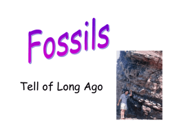 Fossil PPT 2 - Needleworks Pictures