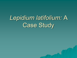 Lepidium latifolium: A Case Study