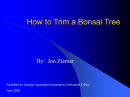 How to Trim a Bonsai Tree