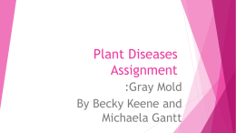 Plant Diseases Assignment