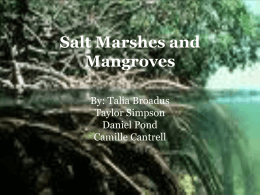 Salt marshes and Mangroves