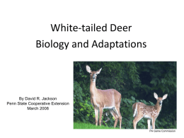 White-tailed Deer Biology and Adaptations PowerPoint presentation