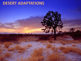 DESERT ADAPTATIONS PLANTS Plants have many adaptations to