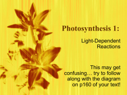 SBI 4U photosynthesis 1