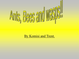 Ants Bees And Wasps powerpoint