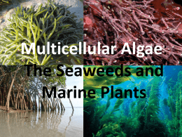 Multicellular Algae: The Seaweeds