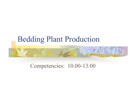 Bedding Plant Production PPT