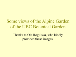 Some views of the Alpine Garden of the UBC Botanical Garden