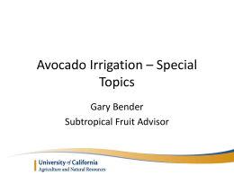 Avocado Irrigation – Special Topics Saliniity