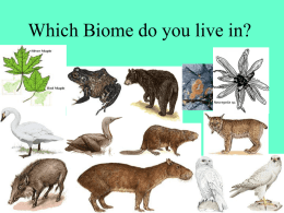 Biome PowerPoint 2