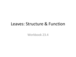 Leaves: Structure & Function - OG