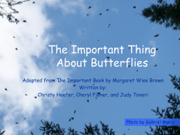 The Important Thing About Butterflies