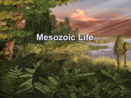 Chapter 24 Mesozoic Life