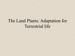 The Land Plants: Adaptation for Terrestrial life