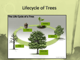 Lifecycle of Trees
