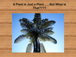 A Plant is Just a Plant: But what it that? - holyoke