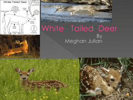 Meghan J. - White Tailed Deer