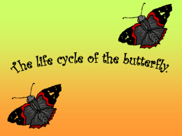 Caterpillar Life Cycle
