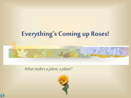 Everything`s Coming up Roses! - Etiwanda E