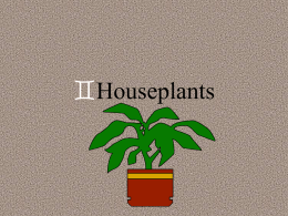 Houseplants - Glen Rose FFA