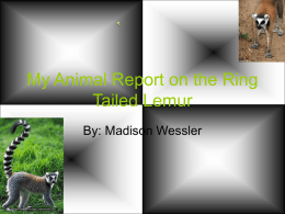 My Animal Report on the Ring Tailed Lemur