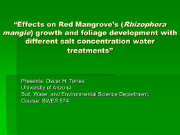 Salinity Effects on Red Mangrove