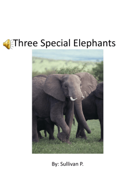 Three Special Elephants