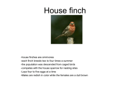 House finch - Killingly Public Schools