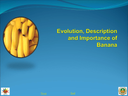 1. Evolution, description and importance of banana