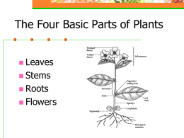 Bio Notes Plant Anatomy Stem Transport