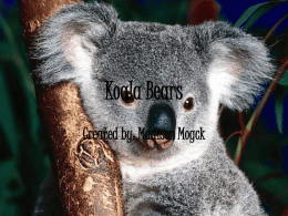Koala Bearss