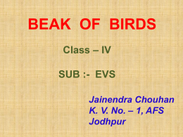 bird beak by Jainendra Chouhan