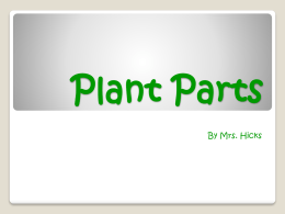 Plant Parts - s3.amazonaws.com