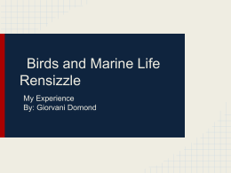 Giorvani Birds and Marine life. Rensizzle