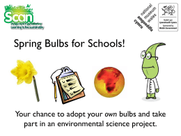 Spring Bulbs for Schools!