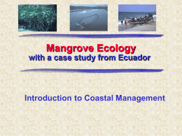 Mangrove or “Mangal” - People Server at UNCW