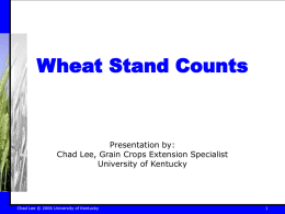 Wheat Stand Counts - Grain Crops