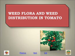 tomato weed