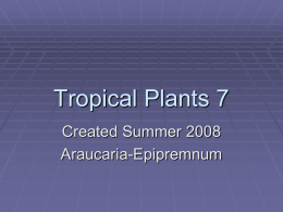 Tropicals 7
