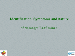 Identification, Symptoms and nature of damage Leaf miner