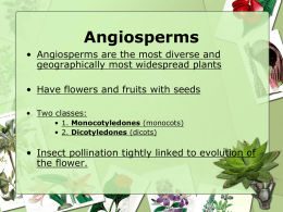 Gymnosperms and Angiosperms
